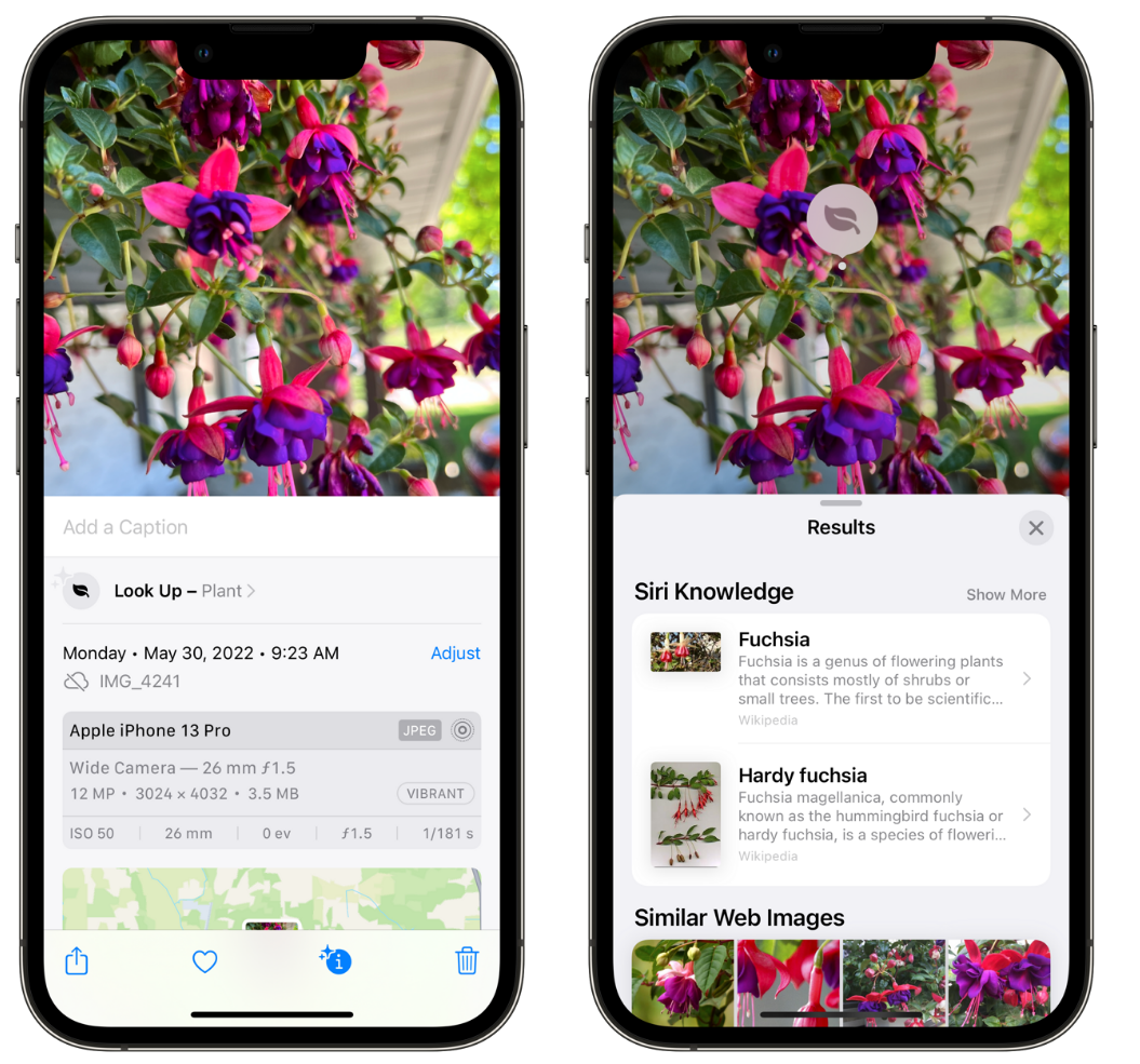 蕲春苹果手机维修分享小技巧：使用 iPhone 相机识别花卉植物 